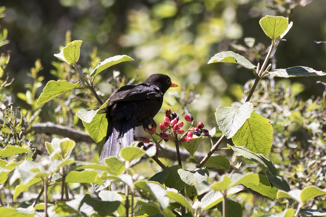 Eurasian Blackbird
